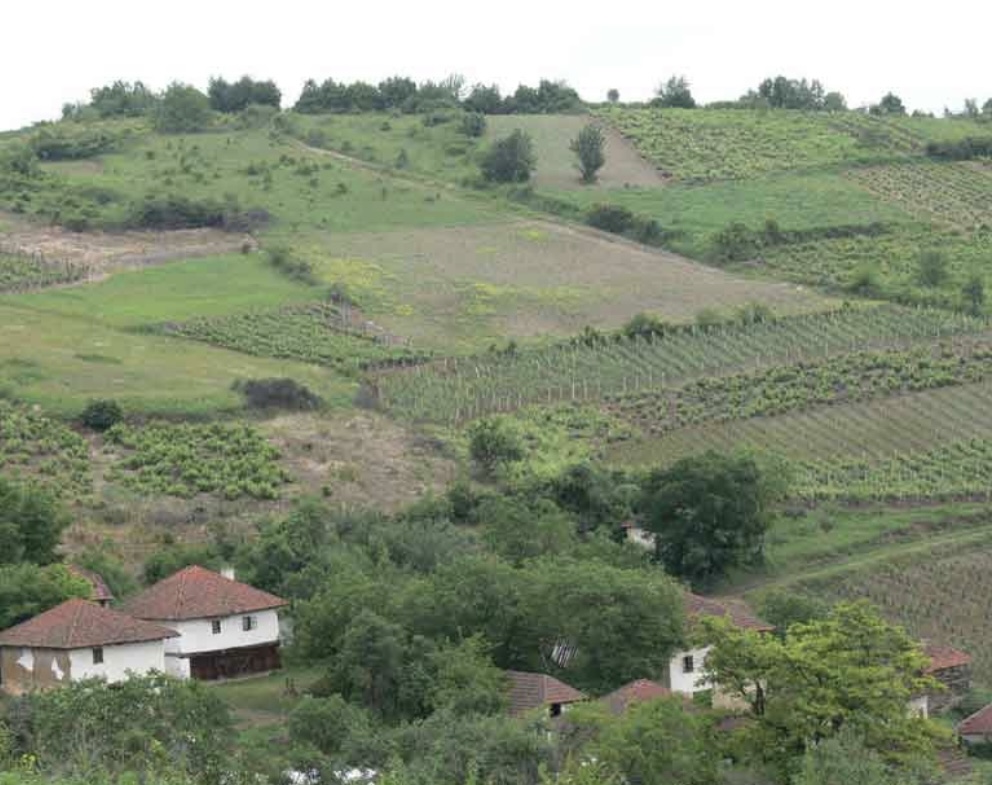 vinogradi-vinska kuca-rakicevic vinogradi-vinska kuca-rakicevic